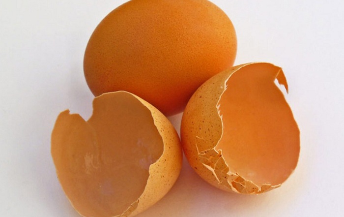 Até uma casca de ovo jogada em qualquer lugar pode se tornar criadouro do mosquito da dengue