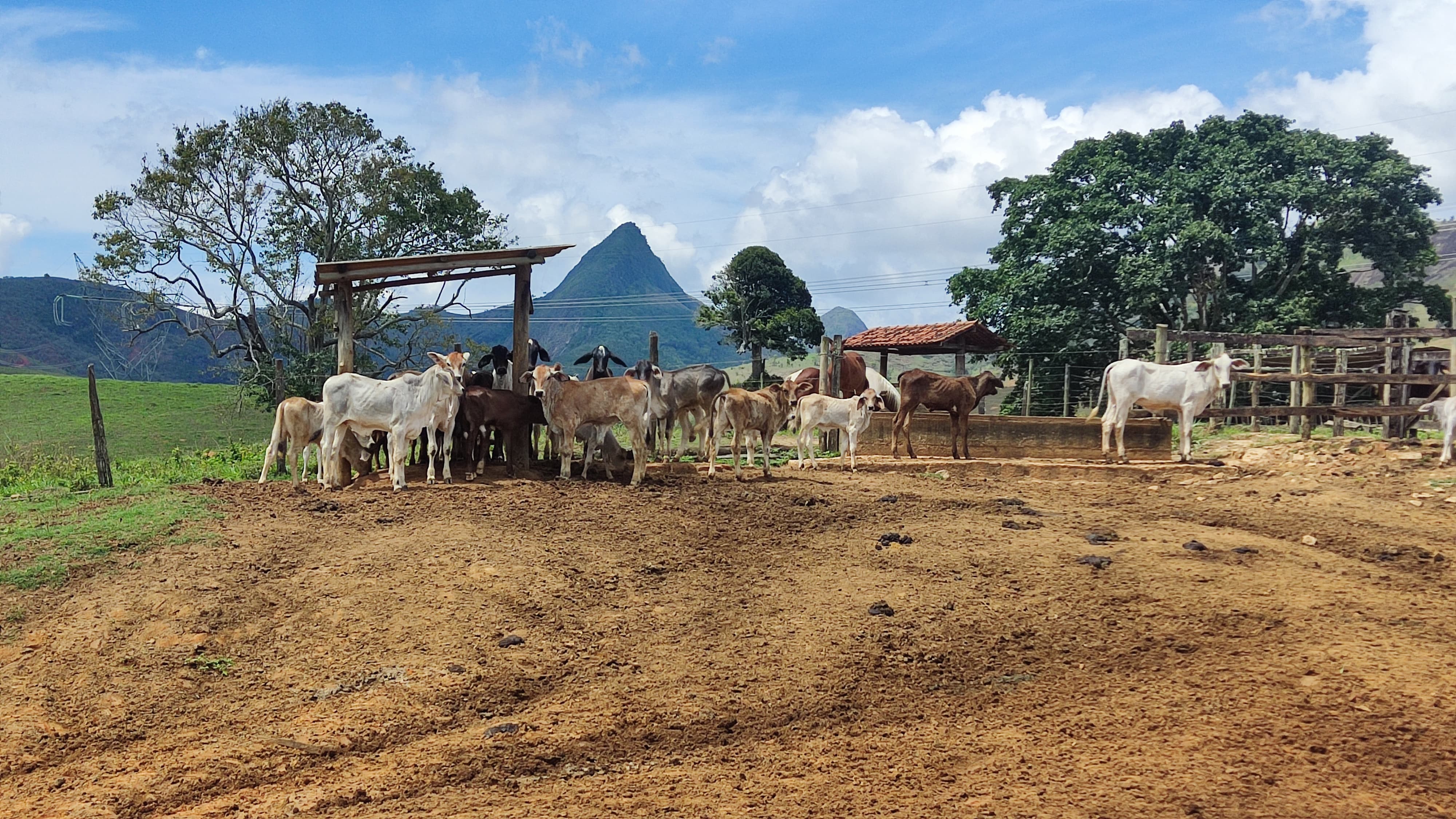 Imagem da notícia: Produtores rurais devem atualizar cadastro do rebanho até 30 de junho