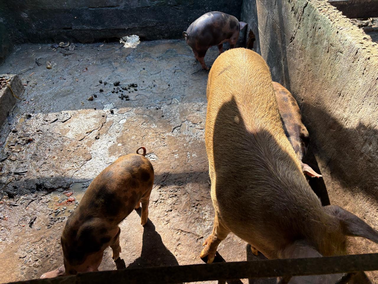A atualização cadastral deve informar todos os animais da propriedade.