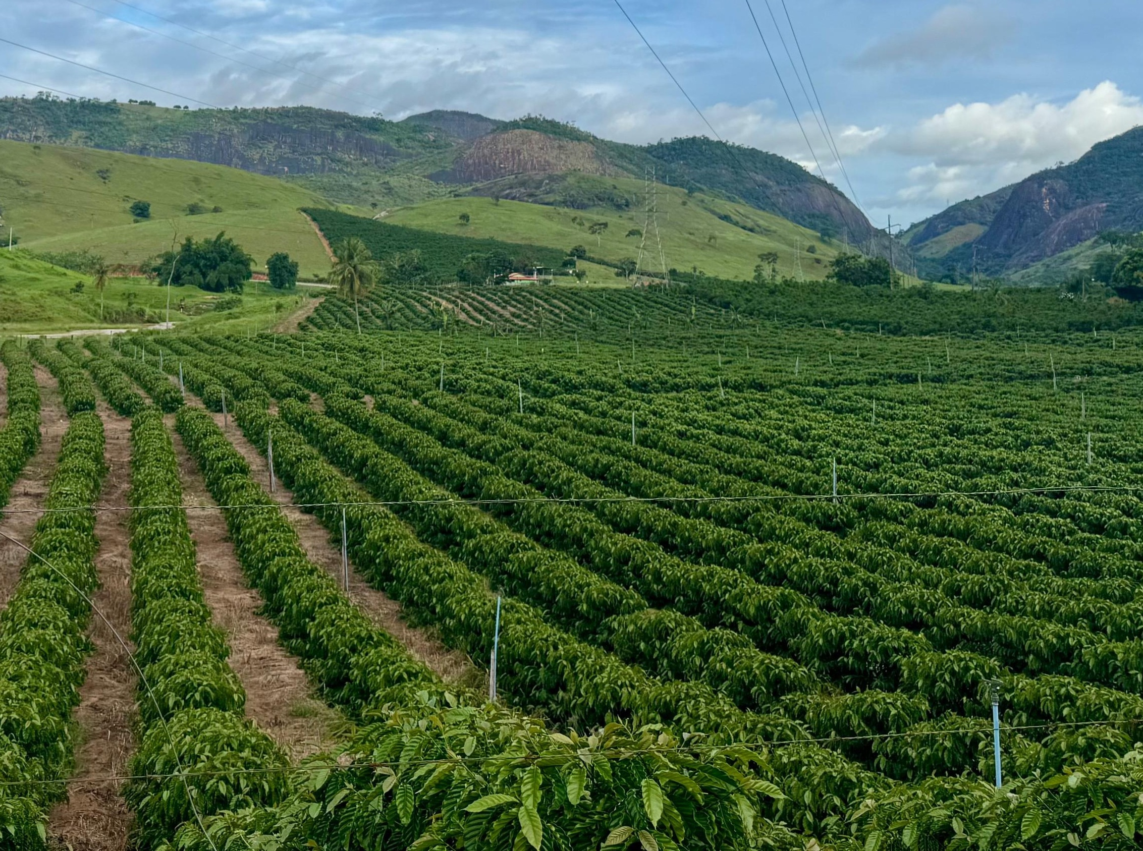 Plantação de café em João Neiva. (Crédito: Josimari Dala Barba)