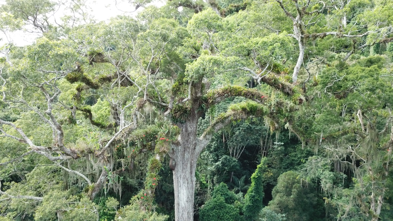 Com 47 metros de altura, árvore se destaca no meio da mata